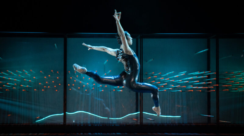 BallettCompagnie Oldenburg is Looking for a Male Identifying Dancer